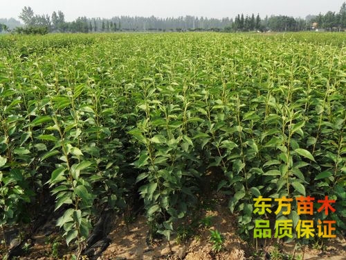 如何診斷梨苗的蟲病癥狀