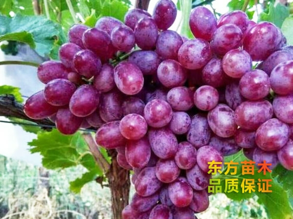 超級(jí)無核葡萄