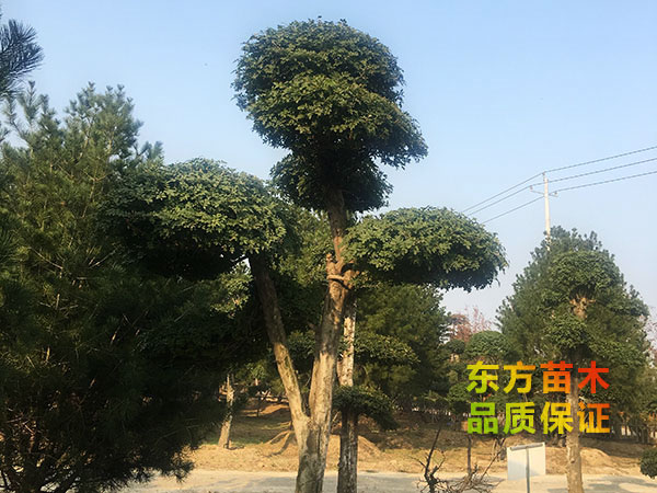 對(duì)節(jié)白蠟