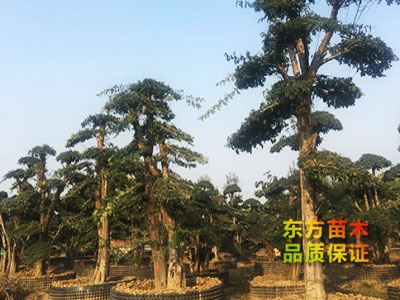 對(duì)節(jié)白蠟