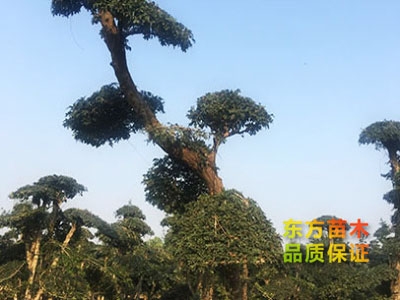 對(duì)節(jié)白蠟