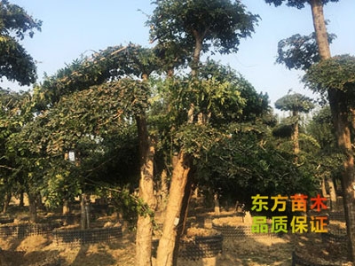 對(duì)節(jié)白蠟