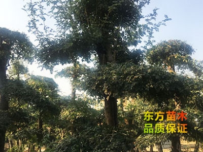 對(duì)節(jié)白蠟