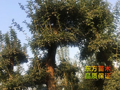 對(duì)節(jié)白蠟