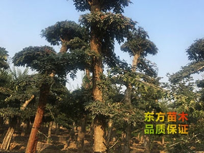 對(duì)節(jié)白蠟