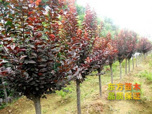 紫葉李