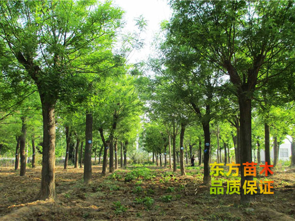 山東綠化苗種植基地