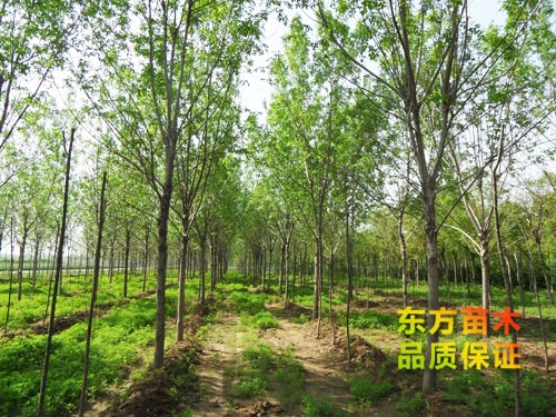 苗木栽培以后應(yīng)該注意哪些？