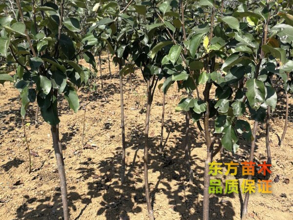 選購果樹苗木需要特別注意這3點