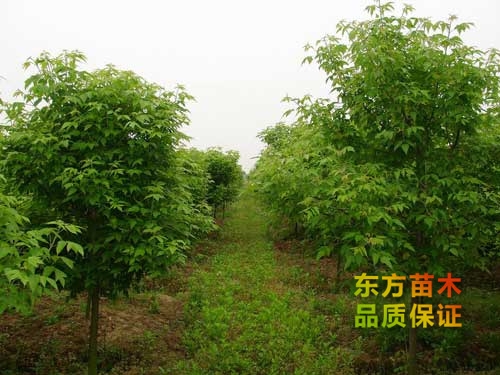 苗木移植的經(jīng)驗小技巧