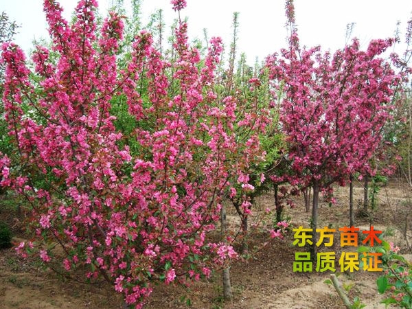 如何養(yǎng)護綠化苗