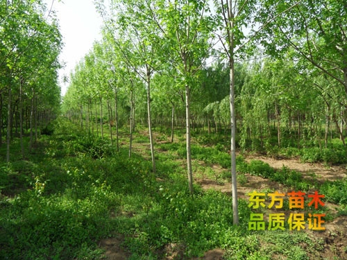 白蠟樹的主要價值