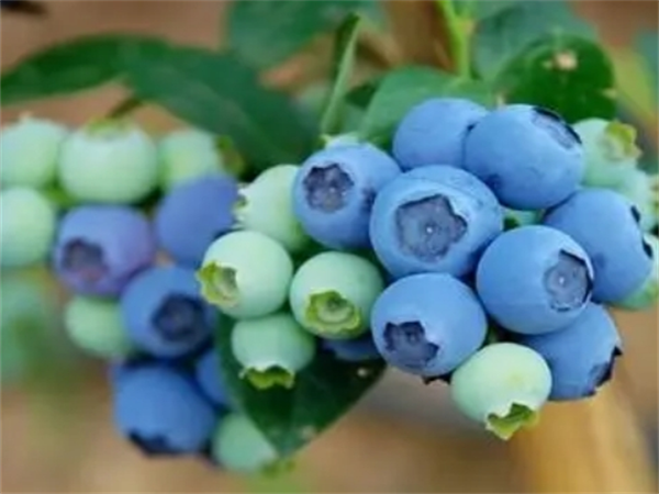 智利杜克公爵 藍莓